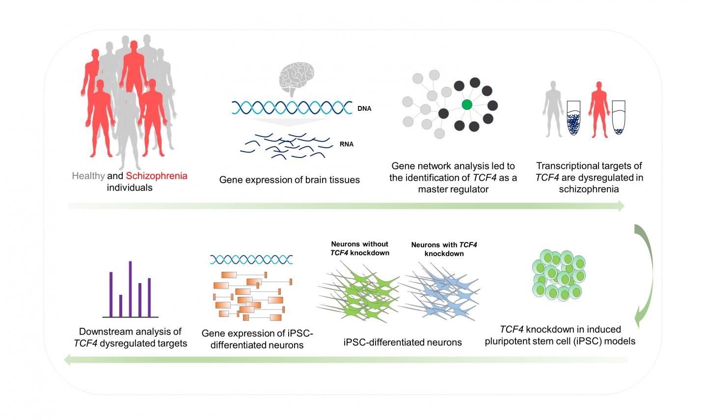 TCF4: One of Many Genes That Influences Schizophrenia Susceptibility During Early Brian Development (1 of 1)