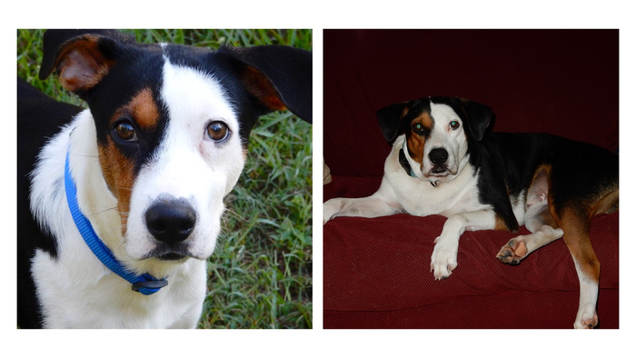 Seven month old dog shortly after adoption and one year after castration