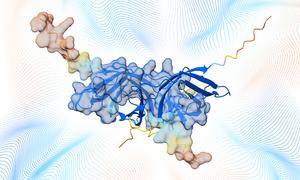 Slime mould Dictyostelium discoideum protein complex Q55DI5