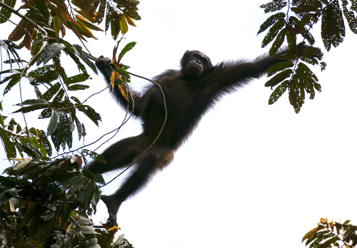 Central Chimpanzee