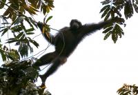 Central Chimpanzee