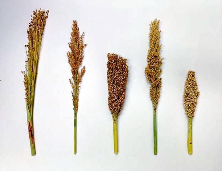 Sorghum Races