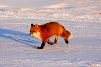 Arctic Monitoring