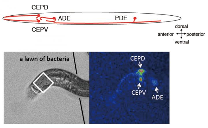 Activity of Nerve Cell in Freely Moving Animal Analyzed by New Robot Microscope System 2