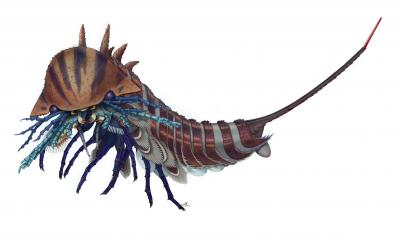 <em>Habelia optata</em> -- Artistic Reconstruction