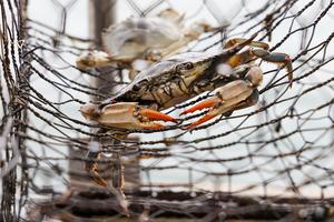 Blue Crab Bycatch