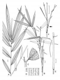 Hill Cane -- Arundinaria appalachiana