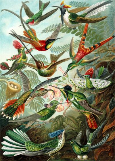 Plants and Pollinators