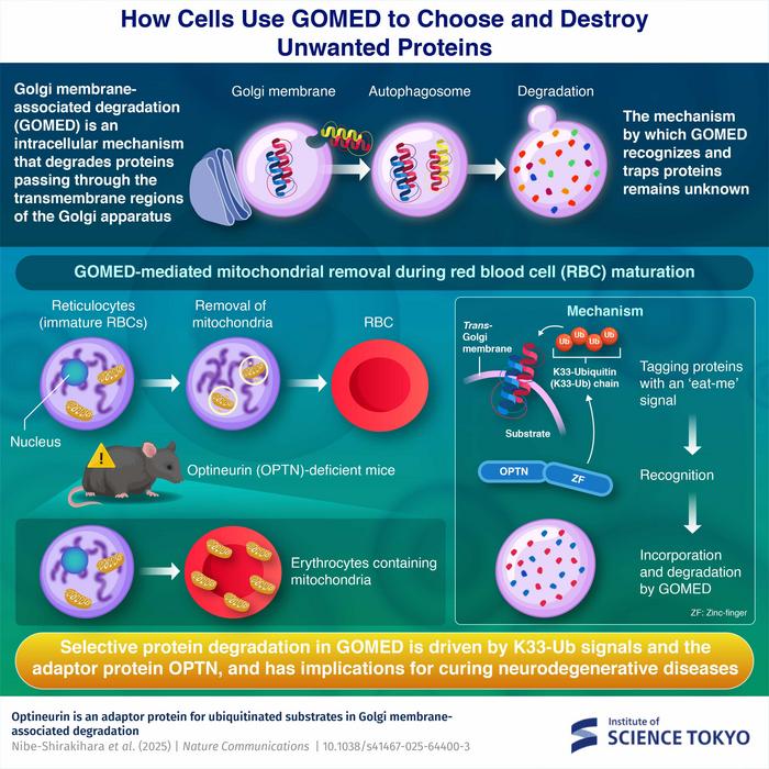How Cells Use GOMED to Choose and Destroy Unwanted Proteins