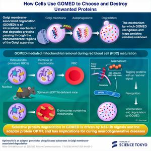 How Cells Use GOMED to Choose and Destroy Unwanted Proteins