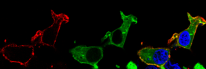 Researchers Illuminate the Working Mechanism of Important Drug Target Proteins