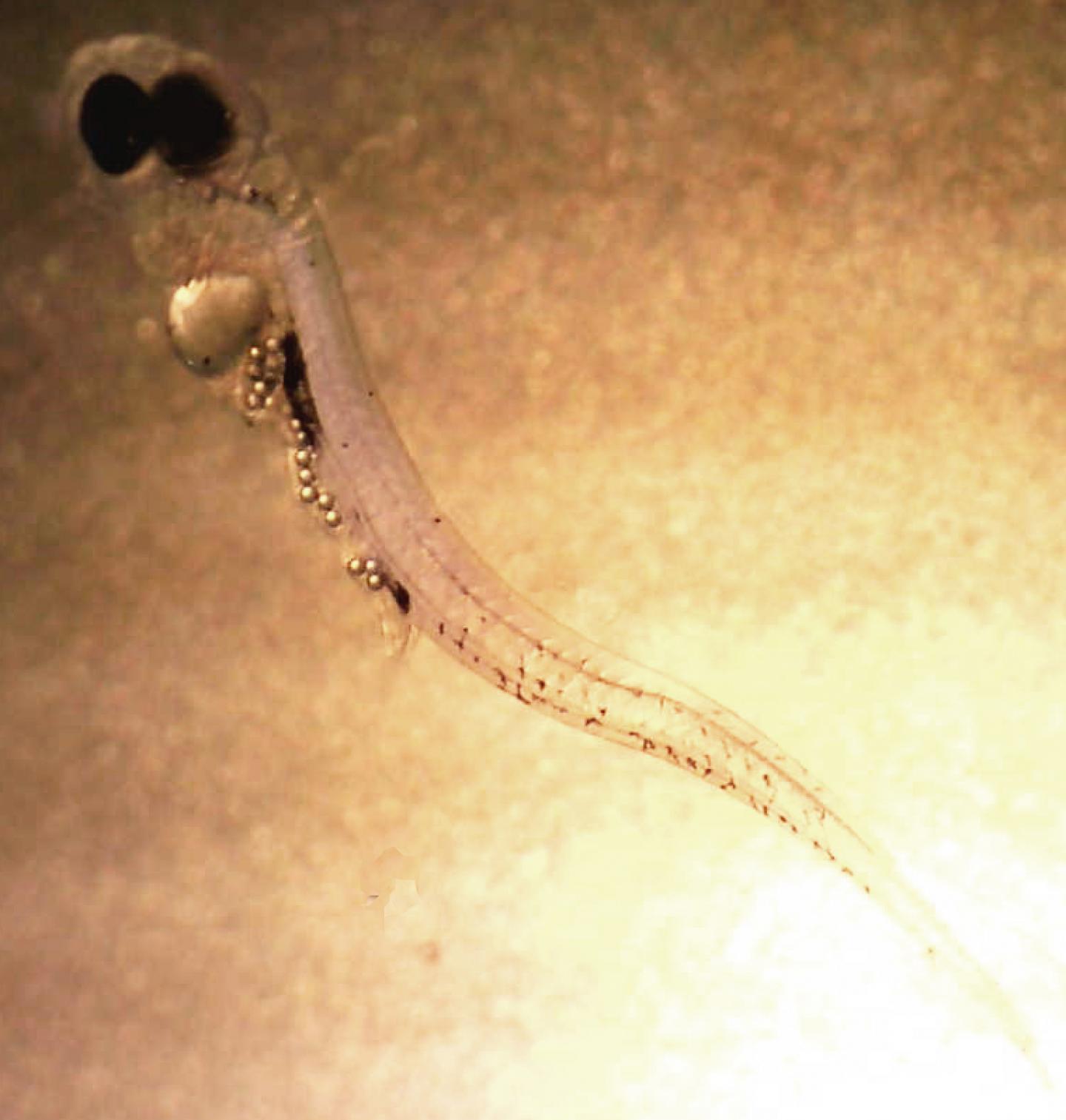 Larval Perch