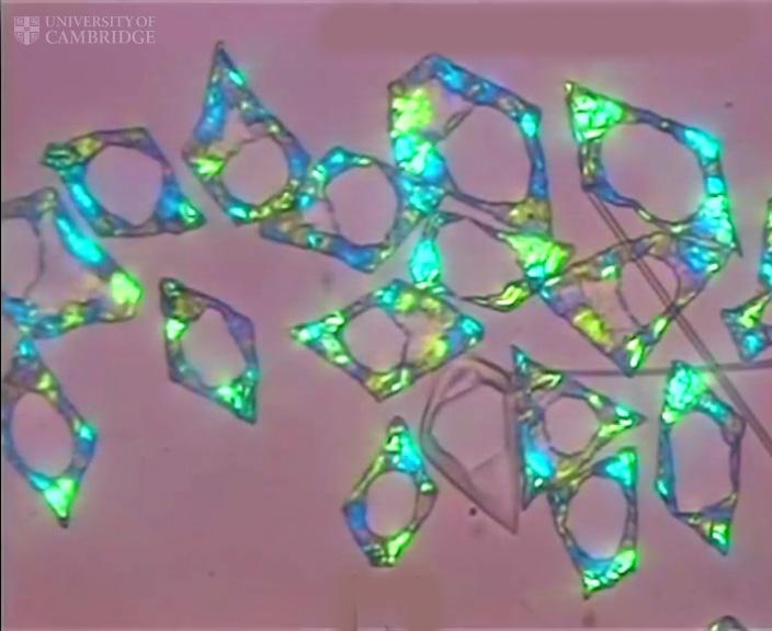 Morphogenesis