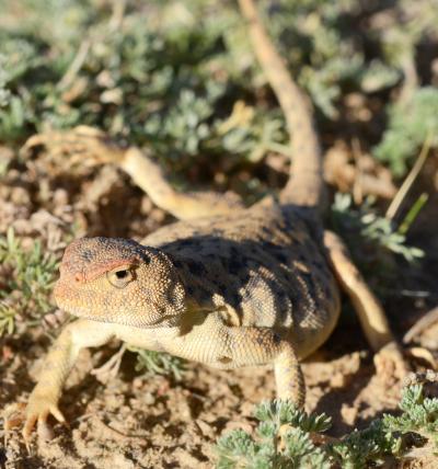 <i>Phrynocephalus vlangalii</i>