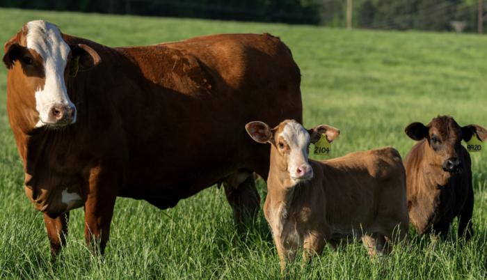 Low herd inventory ripples through U.S. beef market