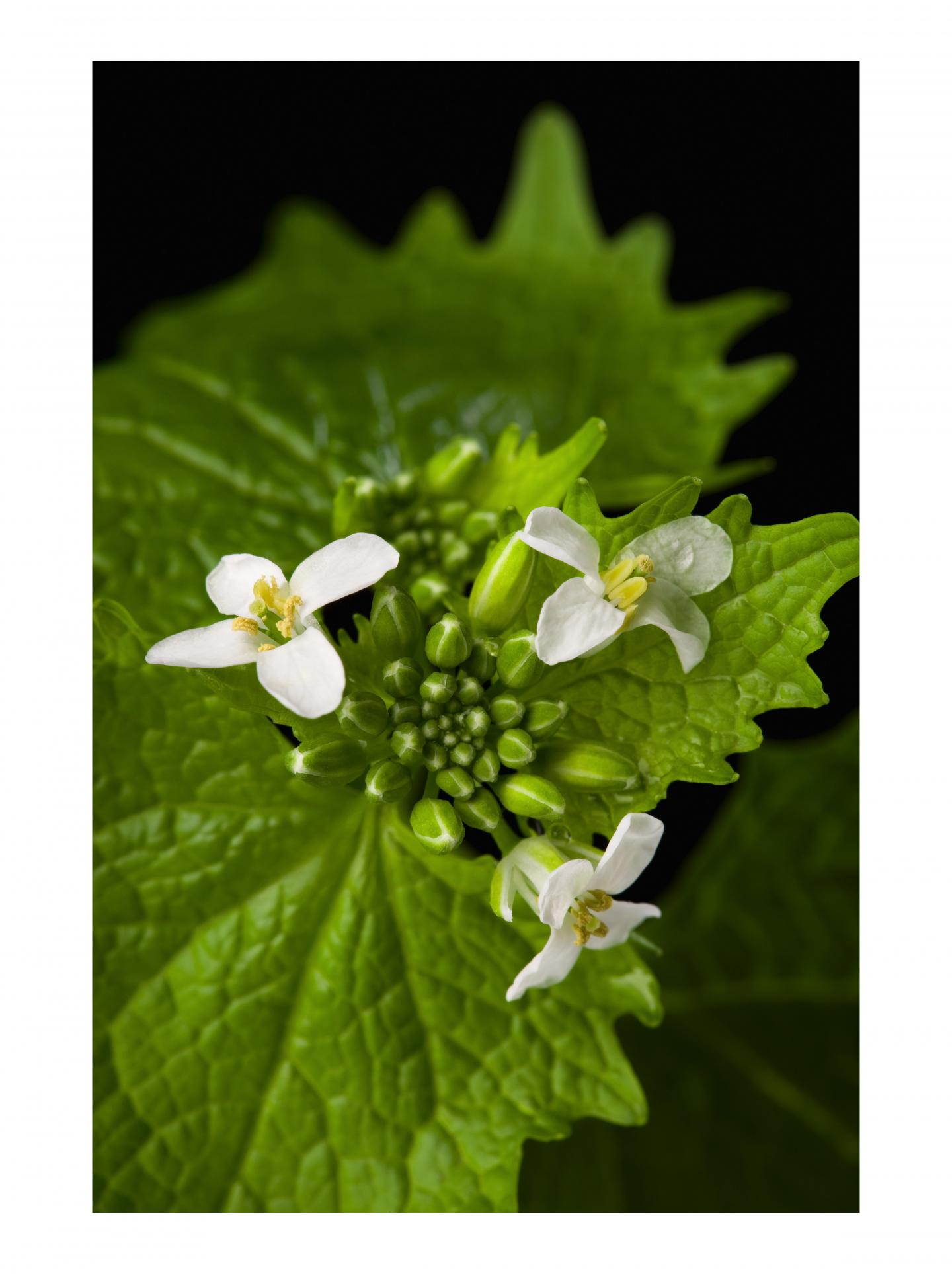 Garlic Mustard