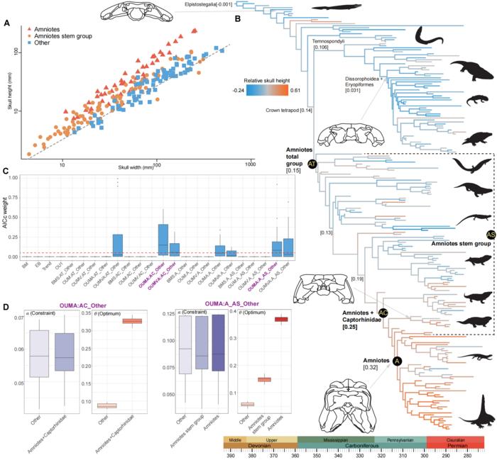 Evolution of relative skull height across early-diverging tetrapods