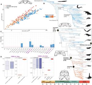Evolution of relative skull height across early-diverging tetrapods