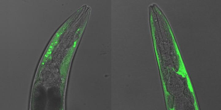 Nematode worms