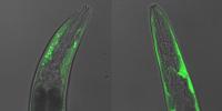 Nematode worms