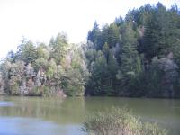 Mt. Tam SOD