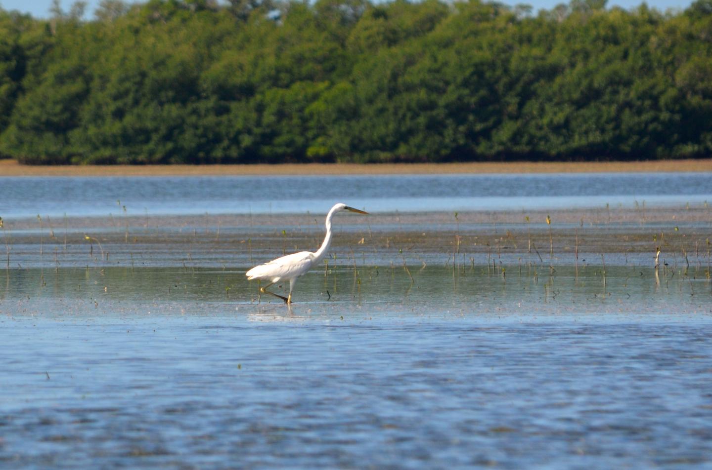 Great White Heron