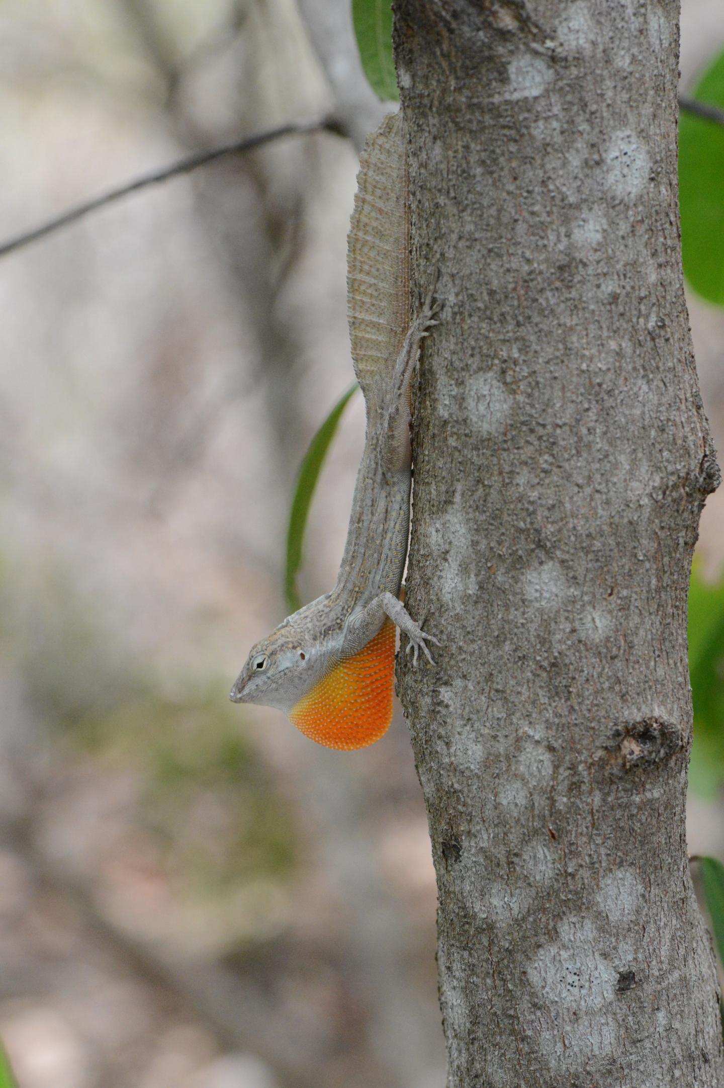 <em>Anolis cooki</em>