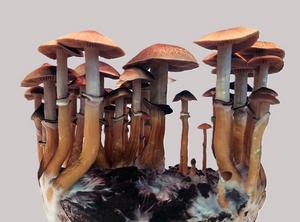 Psilocybe cubensis
