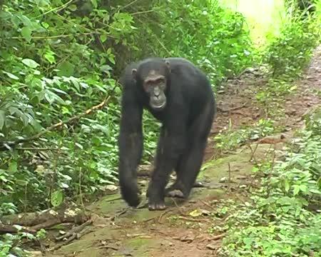 Chimpanzees Make Extra Effort to Alert Others Unaware of Danger (4 of 7)