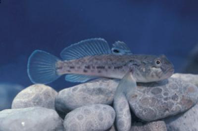 Round Goby