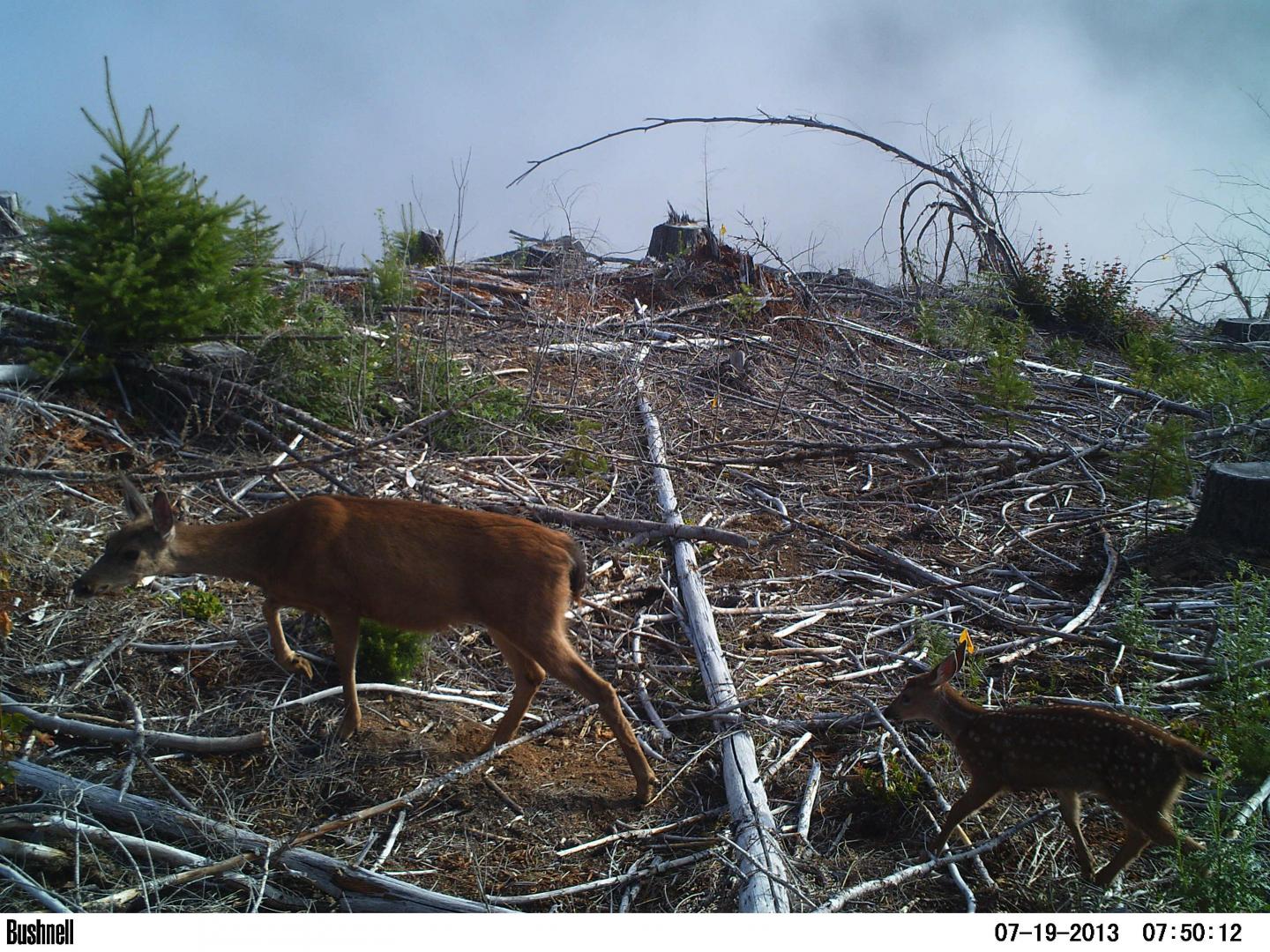 Blacktail Deer