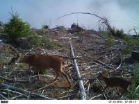 Blacktail Deer