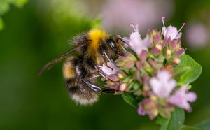 Bee 1