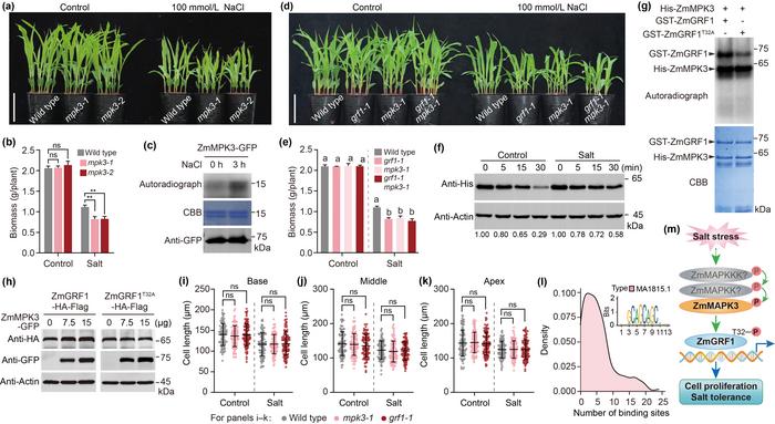 The ZmMPK3-ZmGRF1 module promotes maize growth by enhancing cell proliferation under salt stress