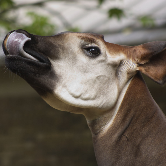 Okapi