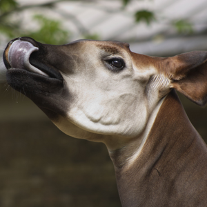 Okapi