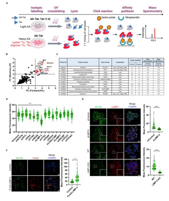 PolyU researchers uncover target and mechanism of Chinese medicine extract tetrandrine, paving the way for new treatments for viral infection and Alzheimer’s Disease