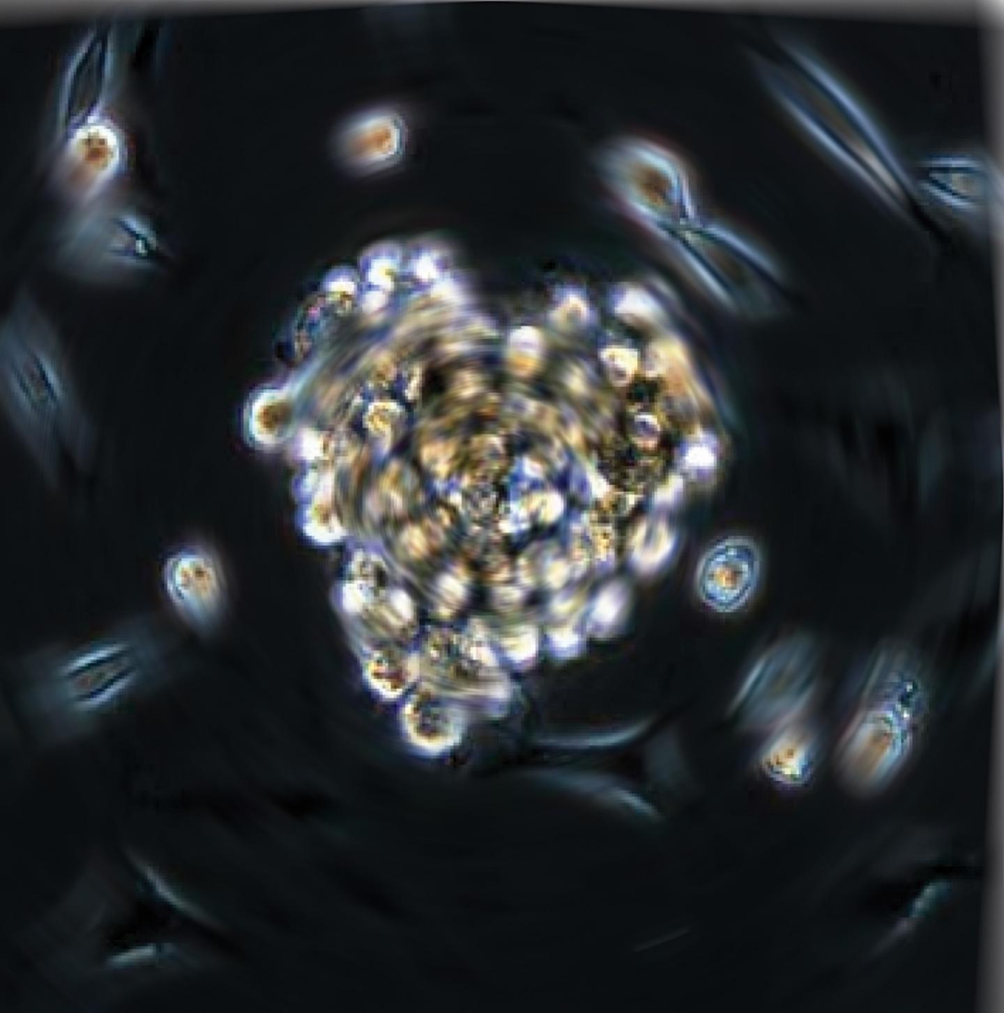 Cardiac Stem Cells