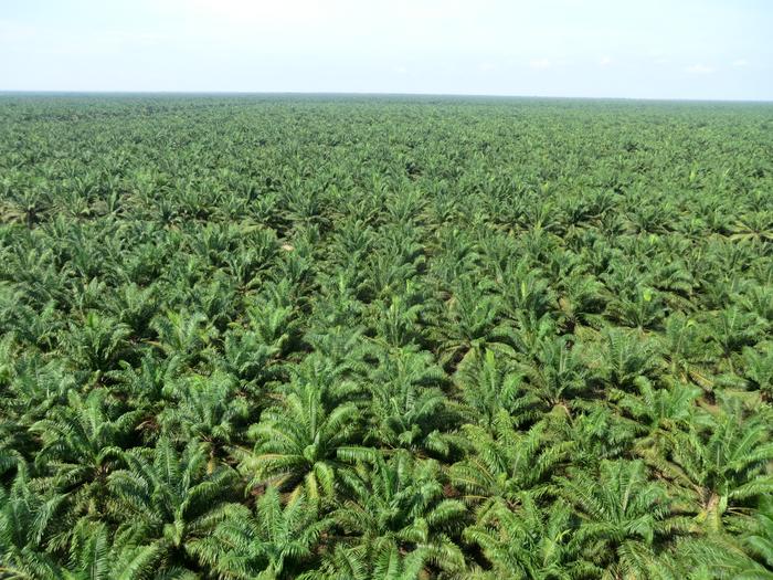 Converted Peatland for Oil Palm Cultivation