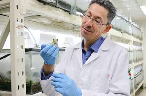 Amphibiologist Santiago Ron