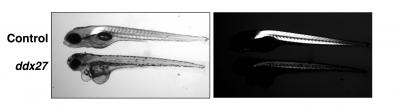 Loss of Ddx27 in Zebrafish