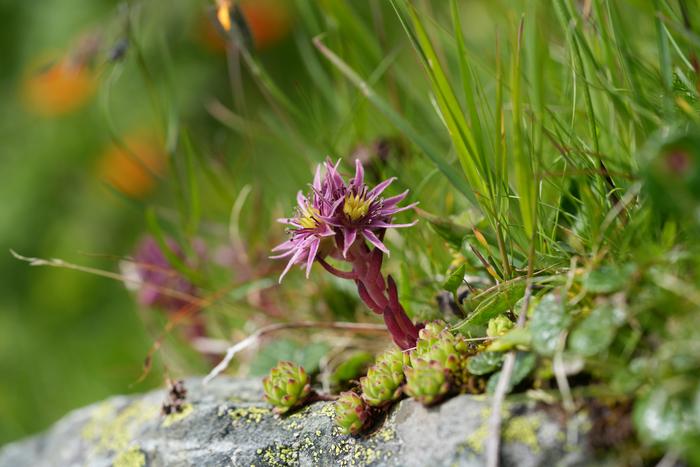 Fig. 1: Sempervivum montanum (Mountain Houseleek): Mountain Houseleek (Sempervivum montanum) typically grows in rock crevices and on dry, stony slopes in the alpine zone.