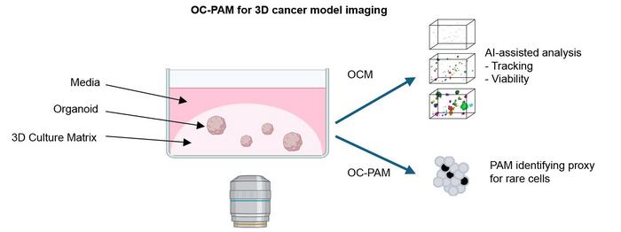 Figure 1. Conceptual schematic of the study.