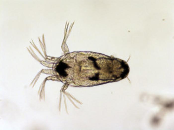 A salmon louse