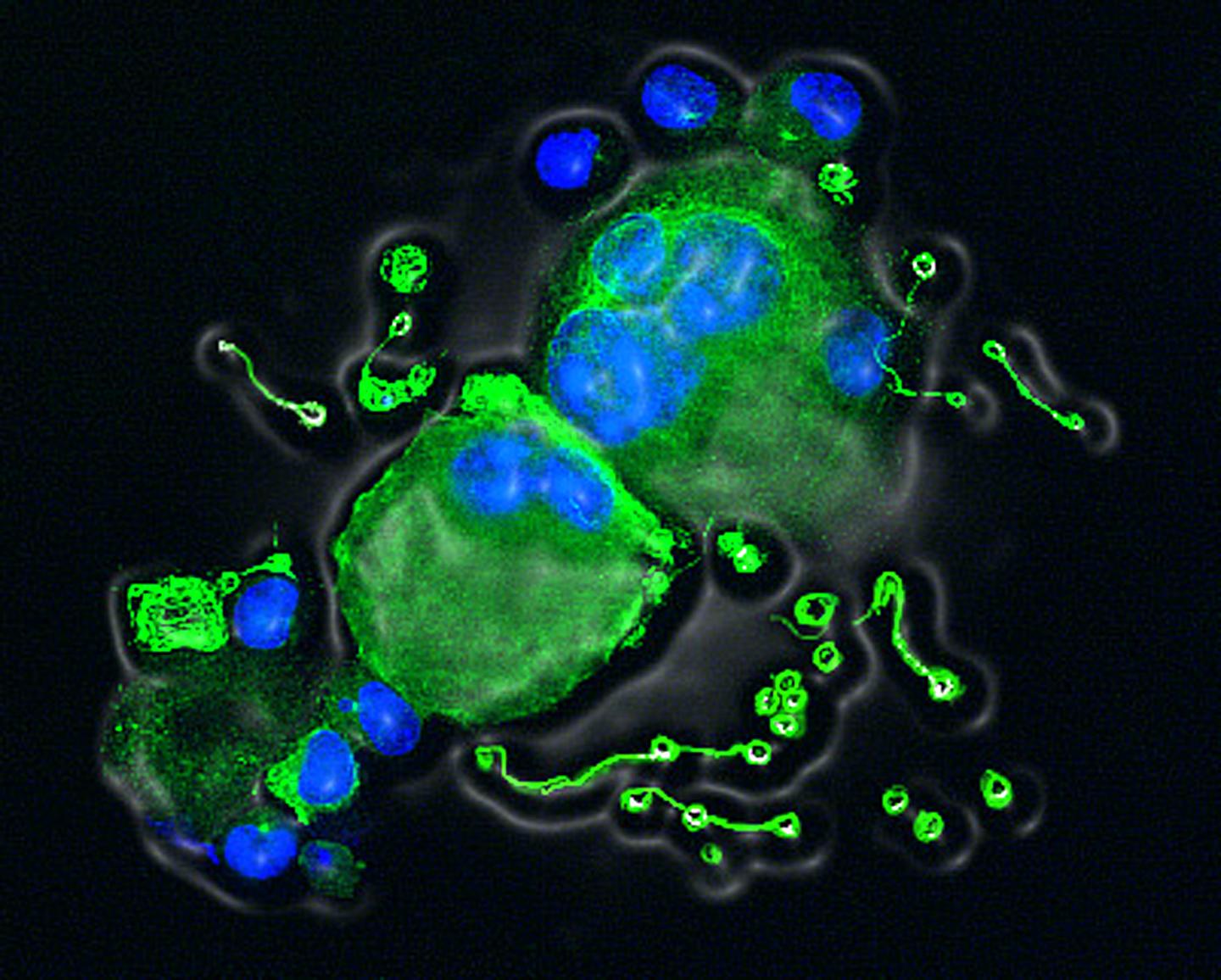 Cdk1-Deficient Megakaryocytes