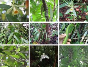 Diversity of vanilla species