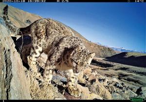 Comprehensive assessment of snow leopard distribution and population in the Indian Trans-Himalaya, Ladakh: Standardizing methods for evidence-based conservation