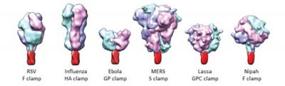 Molecular Clamp Technology