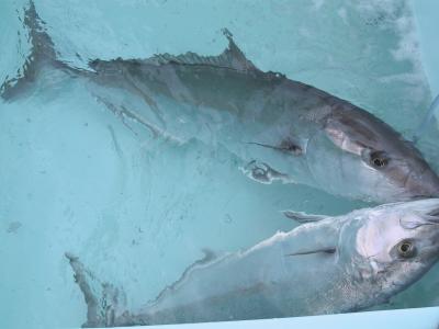 Amberjack Broodstock