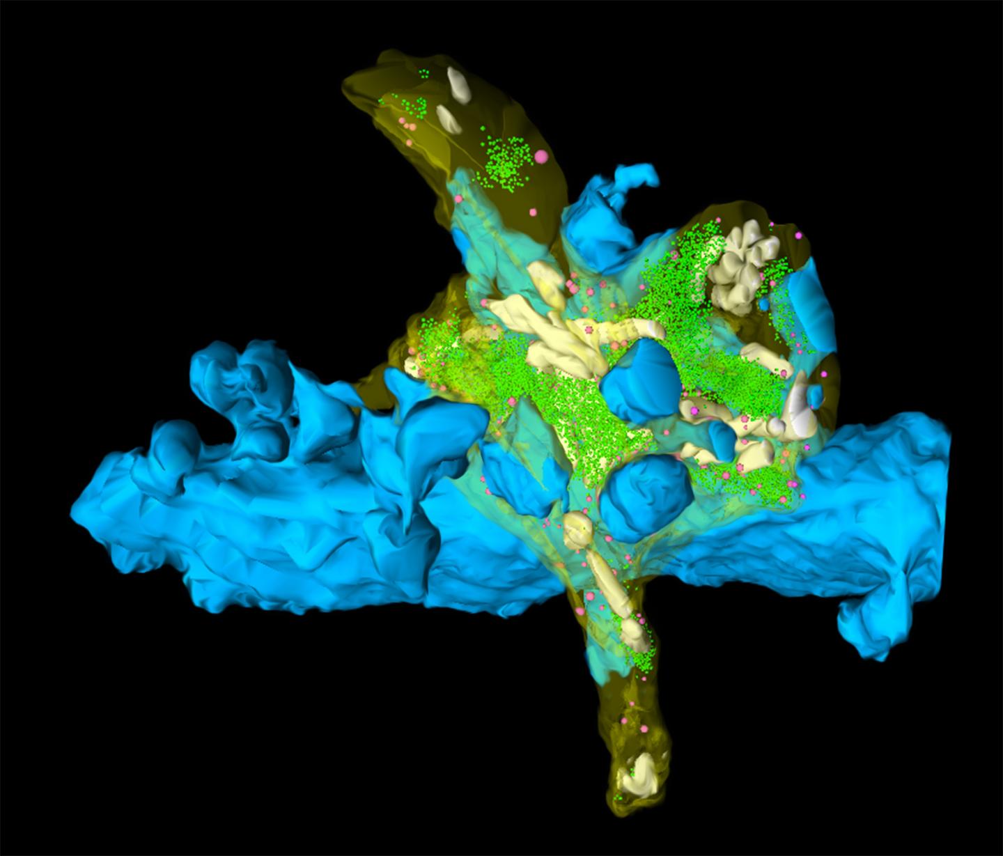 3-D Volume Reconstruction of Adult Hippocampal Mossy Fiber Bouton & Its Target Structure